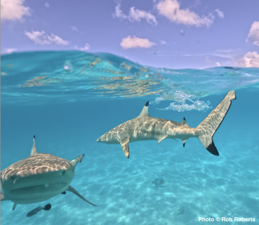 blacktip sharks swimming in blue lagoon in french polynesia. photo by rob roberts, story by brianna randall